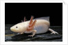 Ambystoma mexicanum f. leucistic (axolotl) by Anonymous