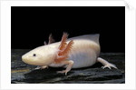 Ambystoma mexicanum f. leucistic (axolotl) by Anonymous