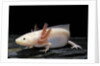 Ambystoma mexicanum f. leucistic (axolotl) by Anonymous