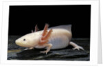 Ambystoma mexicanum f. leucistic (axolotl) by Anonymous