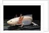 Ambystoma mexicanum f. leucistic (axolotl) by Anonymous