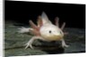 Ambystoma mexicanum f. leucistic (axolotl) by Anonymous
