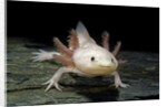 Ambystoma mexicanum f. leucistic (axolotl) by Anonymous