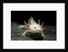 Ambystoma mexicanum f. leucistic (axolotl) by Anonymous