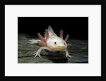 Ambystoma mexicanum f. leucistic (axolotl) by Anonymous