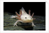 Ambystoma mexicanum f. leucistic (axolotl) by Anonymous