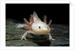 Ambystoma mexicanum f. leucistic (axolotl) by Anonymous