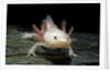 Ambystoma mexicanum f. leucistic (axolotl) by Anonymous