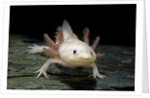 Ambystoma mexicanum f. leucistic (axolotl) by Anonymous