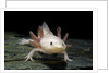 Ambystoma mexicanum f. leucistic (axolotl) by Anonymous