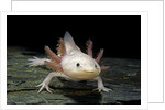 Ambystoma mexicanum f. leucistic (axolotl) by Anonymous