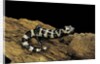 Ambystoma opacum (marbled salamander) by Anonymous