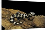 Ambystoma opacum (marbled salamander) by Anonymous