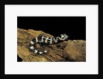 Ambystoma opacum (marbled salamander) by Anonymous