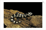 Ambystoma opacum (marbled salamander) by Anonymous