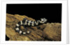 Ambystoma opacum (marbled salamander) by Anonymous