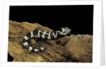 Ambystoma opacum (marbled salamander) by Anonymous