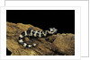 Ambystoma opacum (marbled salamander) by Anonymous
