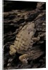 Arthroleptis (squeaking frogs) by Anonymous