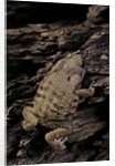 Arthroleptis (squeaking frogs) by Anonymous