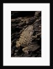 Arthroleptis (squeaking frogs) by Anonymous