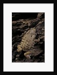 Arthroleptis (squeaking frogs) by Anonymous