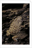 Arthroleptis (squeaking frogs) by Anonymous