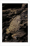 Arthroleptis (squeaking frogs) by Anonymous