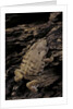Arthroleptis (squeaking frogs) by Anonymous
