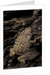 Arthroleptis (squeaking frogs) by Anonymous