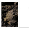 Arthroleptis (squeaking frogs) by Anonymous