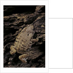 Arthroleptis (squeaking frogs) by Anonymous