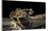 Arthroleptis stenodactylus (savanna squeaking frog) by Anonymous