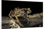 Arthroleptis stenodactylus (savanna squeaking frog) by Anonymous