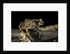 Arthroleptis stenodactylus (savanna squeaking frog) by Anonymous