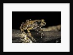 Arthroleptis stenodactylus (savanna squeaking frog) by Anonymous