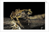 Arthroleptis stenodactylus (savanna squeaking frog) by Anonymous
