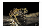 Arthroleptis stenodactylus (savanna squeaking frog) by Anonymous