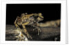 Arthroleptis stenodactylus (savanna squeaking frog) by Anonymous