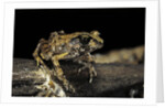 Arthroleptis stenodactylus (savanna squeaking frog) by Anonymous