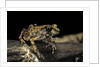 Arthroleptis stenodactylus (savanna squeaking frog) by Anonymous