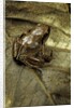 Arthroleptis variabilis (buea screeching frog) by Anonymous