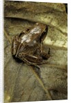 Arthroleptis variabilis (buea screeching frog) by Anonymous