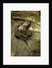 Arthroleptis variabilis (buea screeching frog) by Anonymous