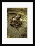 Arthroleptis variabilis (buea screeching frog) by Anonymous