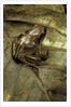 Arthroleptis variabilis (buea screeching frog) by Anonymous