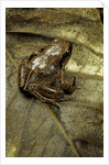 Arthroleptis variabilis (buea screeching frog) by Anonymous