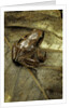 Arthroleptis variabilis (buea screeching frog) by Anonymous