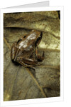 Arthroleptis variabilis (buea screeching frog) by Anonymous