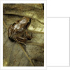 Arthroleptis variabilis (buea screeching frog) by Anonymous